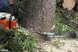 How Our Tree Care Process Works  in Grape Creek, TX